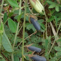 Crotalaria lejoloba Bartl.